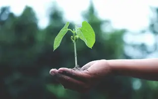 Sprössling in einer Hand.