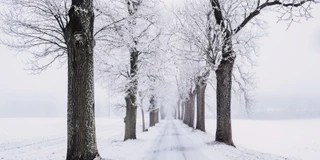 Bild einer Allee im Winter. Verschneit.