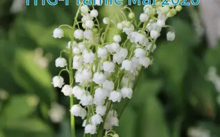 THG-Prämie Mai 2026