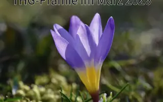 THG-Prämie März 2026